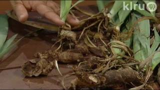 Dividing bearded irisTrisha Shirey Central Texas Gardener [upl. by Mij]