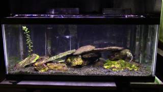 Some Basic Information About A Brackish Aquarium [upl. by Pacian]