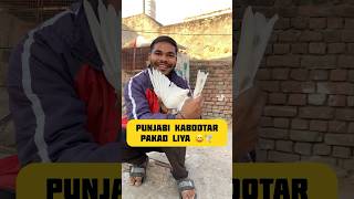 Punjabi kabootar🕊️🤗 pakad liya ❤️ minivlog pigeon kabutar petslover budgies shortsfeed [upl. by Tresa]