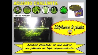 ACUARIO DE 125 LT CON PLANTAS DE BAJO REQUERIMIENTO  DISTRIBUCION DE LAS PLANTAS EN EL ACUARIO  1 [upl. by Nylrehc]