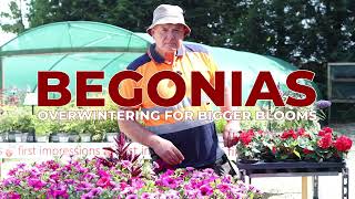 Begonias  Overwintering  Essential Tips Bigger Blooms [upl. by Quartus]