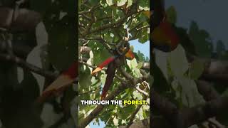 History of Bird Extinctions in the 19th Century Cuban Red Macaw Extinctions Bird history facts [upl. by Anotyad]