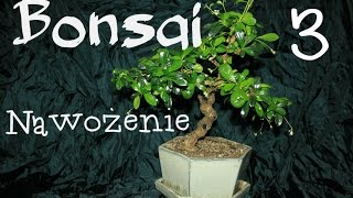 Drzewko Bonsai  Karmona drobnolistna  nawożenie [upl. by Sirraj]