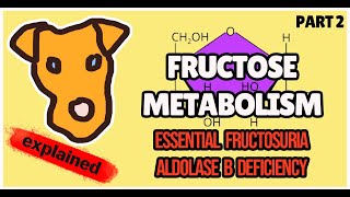 Disorders of FRUCTOSE metabolism Fructokinase deficiency Aldolase B deficiency for Step 1 [upl. by Dasie887]