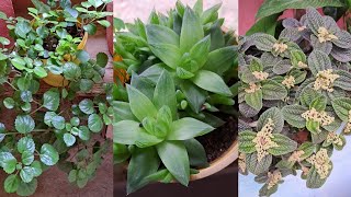 12 plantas de sombra lindas para varanda [upl. by Adnerol]