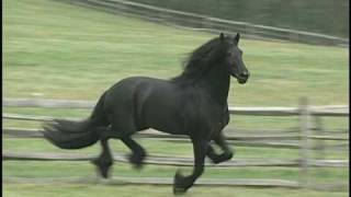 Friesian Stallion Teade 392 [upl. by Narmi553]