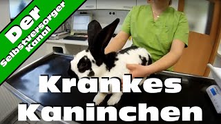 Krankes Kaninchen Die Krankheit heisst quotEncephalitozooncuniculiquot [upl. by Mirabelle]