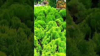 Thuja plant production Vidya fruit plant indoor plant show plant shorts [upl. by Knighton915]