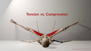 Understanding Tension vs Compression in Flexibility Training  Anatomy Lab [upl. by Hanonew]