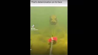 That’s determination on his face meme fish [upl. by Trescha]