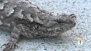 Eastern fence lizard Sceloporus undulatus Designermite HD quality 1080 [upl. by Husein]