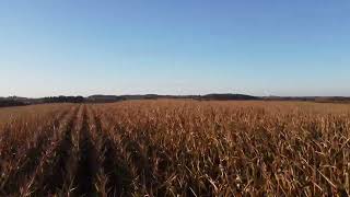 Vernon County Corn Field [upl. by Lafleur]