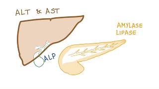 Liver and pancreatic enzymes explained  AST ALT GGT ALP Amylase amp Lipase [upl. by Atiuqam516]