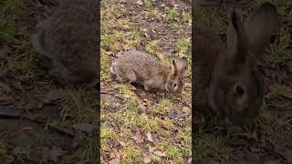 The European rabbit Oryctolagus cuniculus [upl. by Rieth]