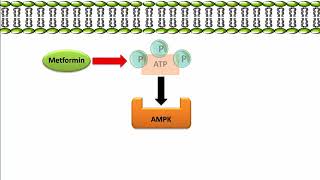 Metformin  Mechanism of Action [upl. by Say907]