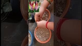 Gladiolus bulbs gladiolus bulb propagation [upl. by Myers352]