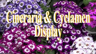 Cineraria amp Cyclamen Display Fitzroy Gardens Conservatory [upl. by Erny]