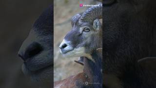 Amazing facts about rams  Fun facts about rams  Rams facts shorts [upl. by Aerdnaz604]