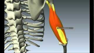 Biomecanica del cuerpo humano Morfologia Funcional [upl. by Kamin]