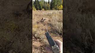 Mountain Lion stalks elk hunter in Idaho Saved by Glock27 warning shots [upl. by Amal946]