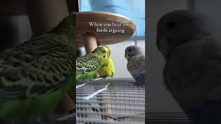 Parakeets fighting animalshorts parakeets funnypets [upl. by Nodal]