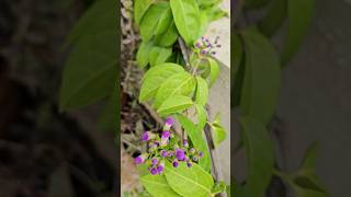 Mansoa Alliacea Creeper Climber flowers garlicvine terracegarden plant bgm viralflower [upl. by Earahs]