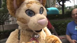 Anthrocon 2013  RAW Interview With Furries [upl. by Onnem]