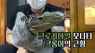 크로커다일모니터 크롱이의 살벌한 근황  Varanus salvadorii  빅프신경준 [upl. by Duma]