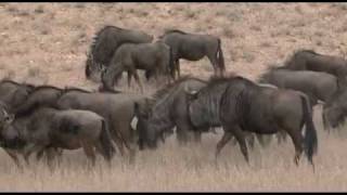 Kgalagadi Lions Cheetah Giraffe Fox Gemsbok mp4 [upl. by Lussi843]