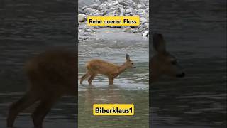 Rehe queren Fluss wildtiere nature wildlife animals tiere [upl. by Rector]