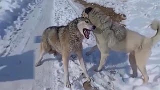 Top 10 Moments Kangals Attack Most Dangerous Wild Animals  Kangal Real Fights  Tough Creatures [upl. by Keryt]