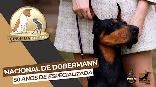 Dobermann  50 Anos Nacional da raça Dobermann  Cinofilia Digital [upl. by Ilzel697]