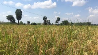 Swarna Masoori Rice  Natural Farming  SRI Method [upl. by Yde]