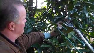 How to Prune Magnolias [upl. by Ingemar]