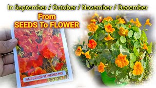 Nasturtium Plant From Seeds To Flower Update  Nasturtium Plant From Seeds How To Grow [upl. by Nwahsuq]