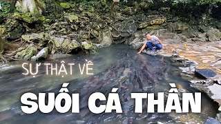 Sự thật về SUỐI CÁ THẦN Cẩm Lương Thanh Hoá 🐠 Hàng vạn con cá chen chúc nhau trong 60m suối Ngọc [upl. by Maurilia]