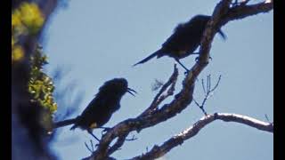 Kauaʻi ʻōʻō duet [upl. by Marguerie555]