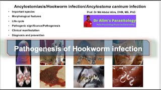 Ancylostoma caninumAncylostomiasisHookworm infection in dogs and cats Pathogenesis [upl. by Luckin]