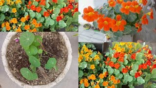 ।। How to grow nasturtium plant for seedlings and care tips ।। [upl. by Bogusz455]