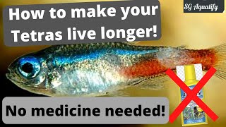 Easy way to keep your tetras alivePrevent swim bladder disease and neon tetra disease [upl. by Tahp493]