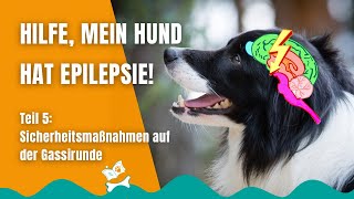 Epilepsie beim Hund 48 Sicherheit beim Gassigehen [upl. by Wiggins]