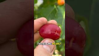 Peanut Butter Fruit on the farm ♥️🥜🧈 eating taste farming [upl. by Ledua]