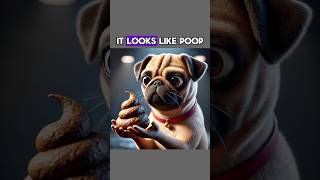 It Look Like Poop dog funny funnyvideo [upl. by Mosier10]