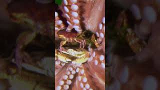 The Giant Pacific Octopus always has a snack ready to go AmazingAnimals Octopus NatGeoKids [upl. by Sedrul]