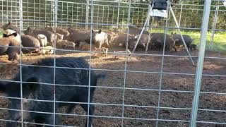 50  Hogs Trapped in Colorado County Texas [upl. by Rattan]