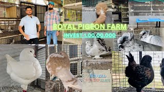 Nayeem Royal pigeon Farm ￼ Haldharu Surat Gujaratfancypigeonscare [upl. by Osicnarf]