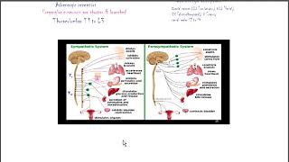 Automatic Nervous System Part 2 Nervous system sympathetic and parasympathetic in Detail [upl. by Aubrette]