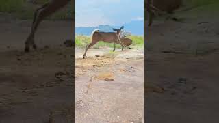 Kangaroo Drinks Rocky Water Krueger Lion Attacks NatureBattle WildlifeAction [upl. by Nauaj]