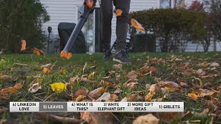 The case against raking leaves [upl. by Meggs343]