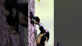 Great Spotted Woodpecker feeding young at nest wildlife birdphotography [upl. by Aisercal]